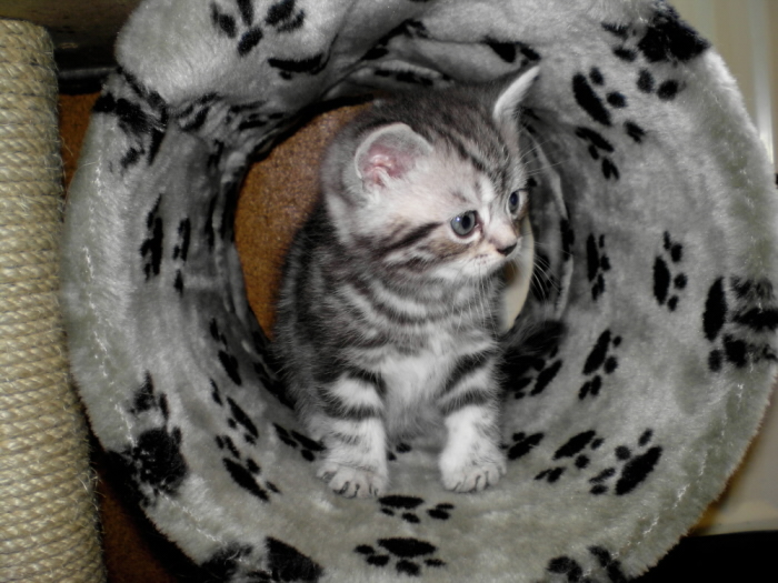 P6290001a (9).JPG