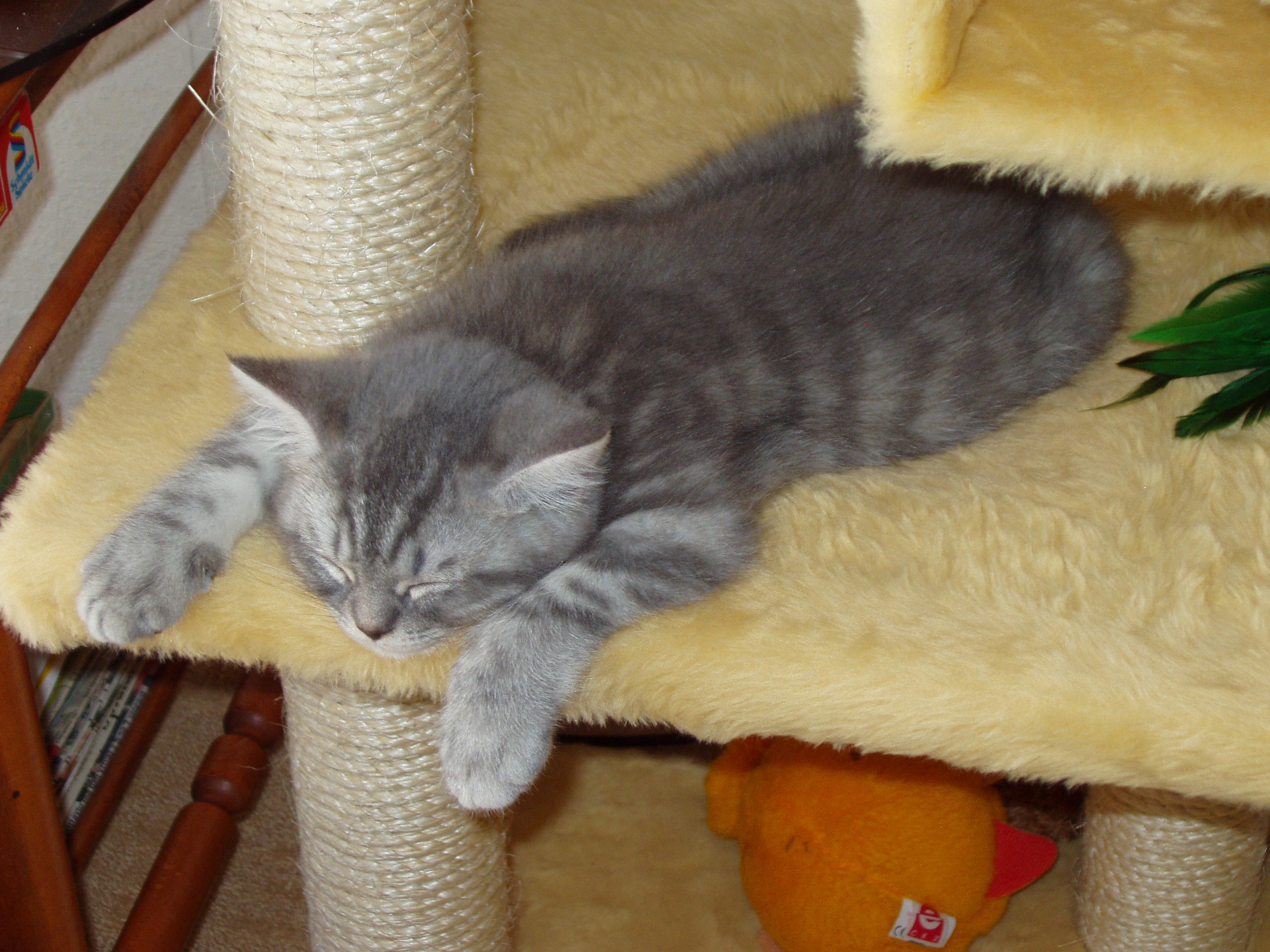 oliver1 (2).jpg